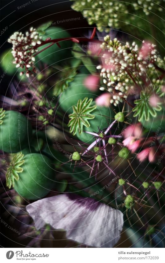 6 Colour photo Interior shot Experimental Abstract Pattern Structures and shapes Deserted Shadow Plant Blossom Bouquet Exceptional Dark Fantastic Multicoloured