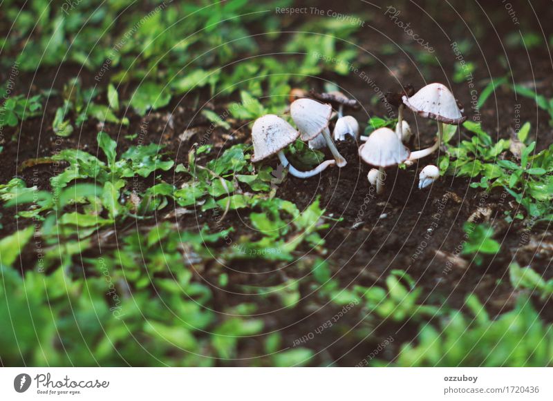 mushroom Nature Plant Elements Grass Ivy Foliage plant Wild plant Dirty Green White Growth Mushroom yard Colour photo Close-up Deserted Day