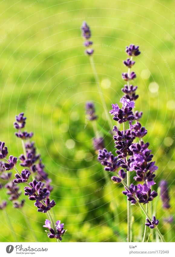 summer dream Colour photo Copy Space top Day Sunlight Shallow depth of field Plant Spring Summer Beautiful weather Flower Meadow Glittering Bright Green Violet