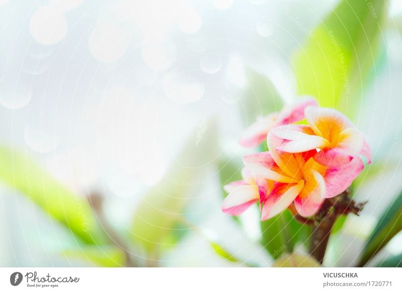 Frangipani flowers on nature background Design Spa Summer Nature Plant Spring Flower Leaf Blossom Garden Park Yellow Pink Fragrance Style Thailand Tropical