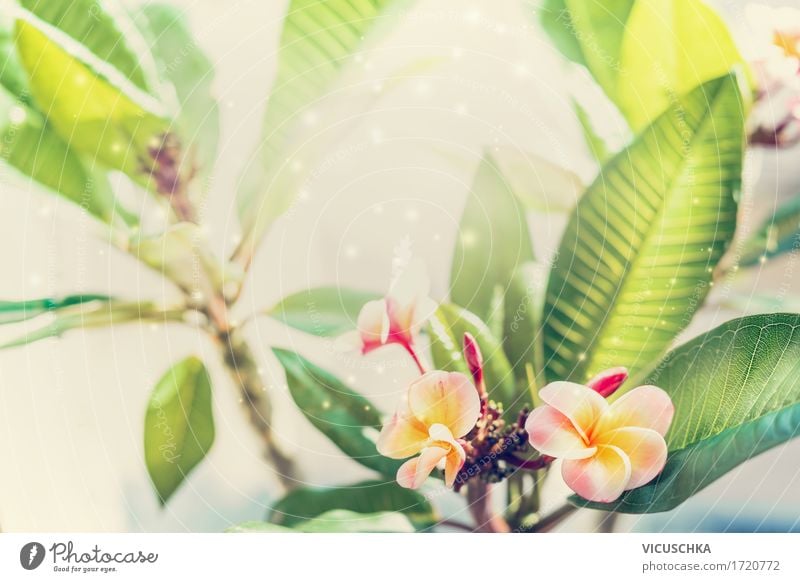 Tropical Frangipani Plant Lifestyle Relaxation Spa Summer Garden Nature Spring Beautiful weather Warmth Flower Leaf Blossom Exotic Park Blossoming Yellow Design