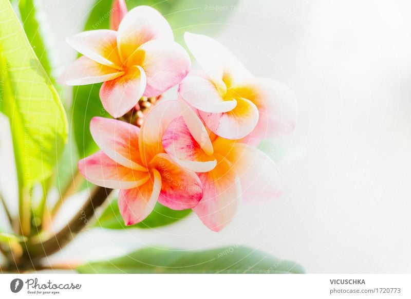 Frangipani Flowers Lifestyle Design Summer Garden Nature Plant Sunlight Spring Beautiful weather Leaf Blossom Exotic Park Yellow Pink Fragrance Tropical Green