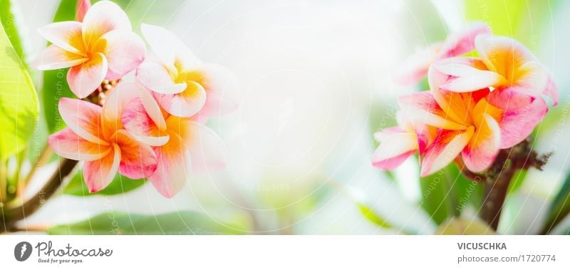 Frangipani flowers on tropical nature background - a Royalty Free Stock  Photo from Photocase