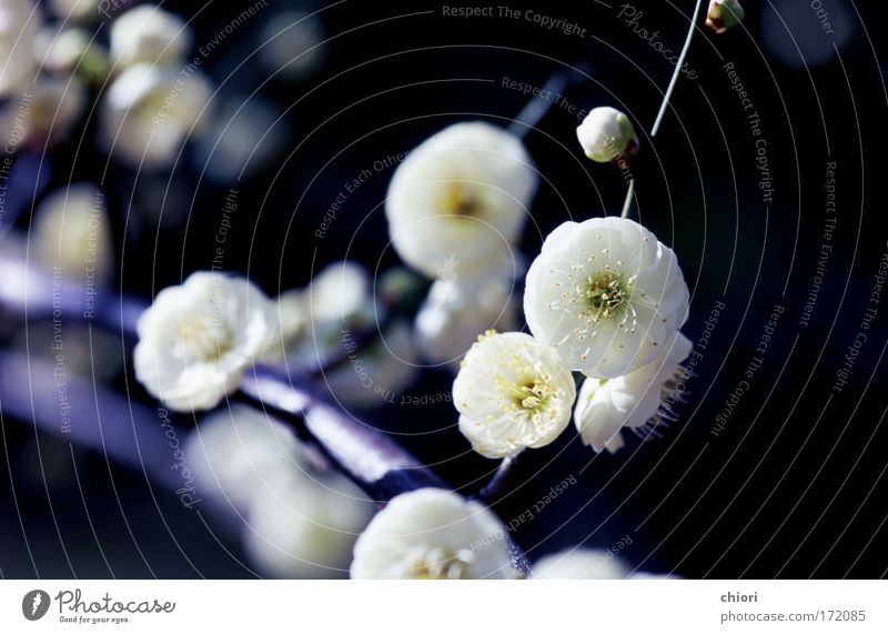 White snow Colour photo Macro (Extreme close-up) Deserted Morning Forward Joy Life Art Nature Fire Moon Spring Tree Flower Looking Free Happy Soft Cool (slang)