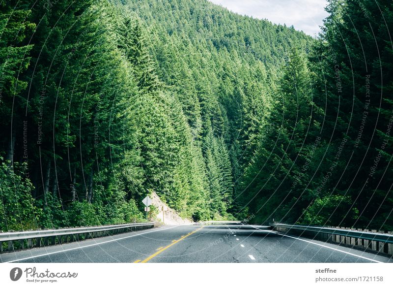 green wall Nature Landscape Summer Beautiful weather Tree Green Forest Spruce forest USA Oregon Street Trip Hiking Colour photo Exterior shot Copy Space bottom