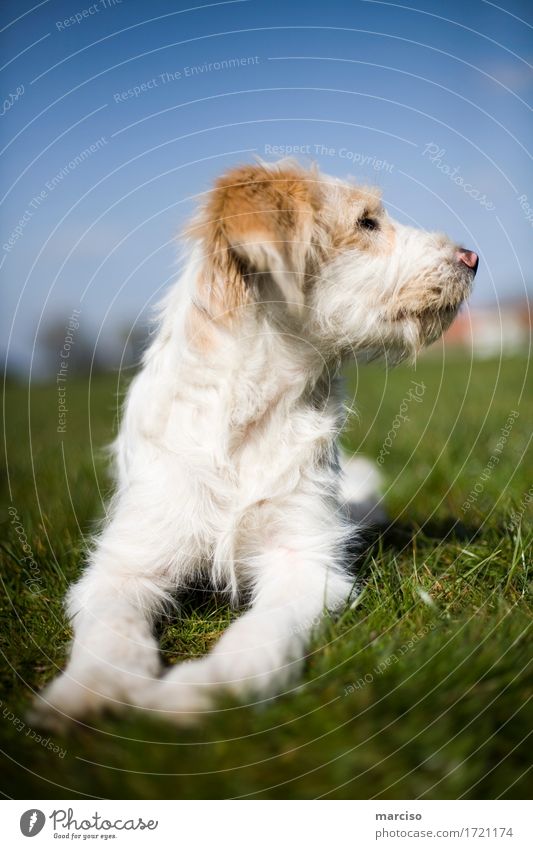 Come on! Animal Pet Dog Animal face Pelt 1 Cute Brown White Friendship Colour photo Exterior shot Sunlight Blur Looking away