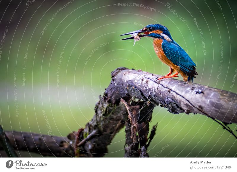 Kingfisher hunting Nature Animal Wild animal Bird 1 Catch To feed Feeding Exotic Glittering Blue Brown Multicoloured Voracious Elegant variegated colored Fish