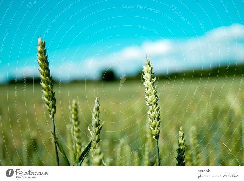 Fields Grassland Meadow Hayfield Landscape Agriculture Rye Wheat Cereal Sky grain acre Freedom Summer Environment Ecological eco Breeder Plant farm food