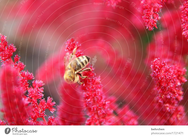 Lady in Red Nature Plant Animal Summer Beautiful weather Flower Blossom Garden Park Meadow Wild animal Bee Wing 1 Observe Blossoming Fragrance Flying To feed