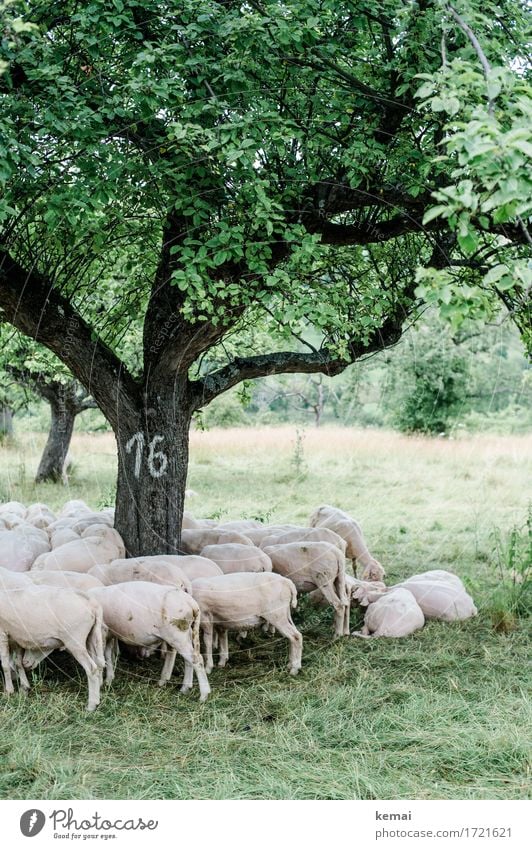 Swabian Country Tour | Tree Number 16 Environment Nature Landscape Plant Summer Meadow Pasture Animal Farm animal Pelt Sheep Flock Herd Relaxation Lie Stand