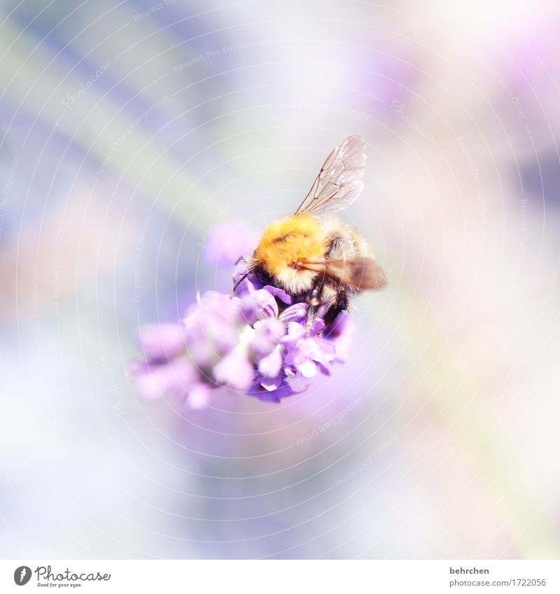 Floating Nature Plant Animal Summer Beautiful weather Flower Leaf Blossom Lavender Garden Park Meadow Wild animal Bee Wing Bumble bee 1 Blossoming Fragrance