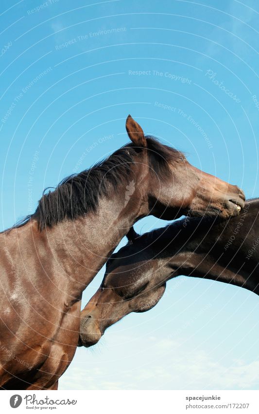 Happy horses Colour photo Exterior shot Neutral Background Day Sunlight Worm's-eye view Beautiful Ride Animal Horse 2 Pair of animals Touch Together To enjoy
