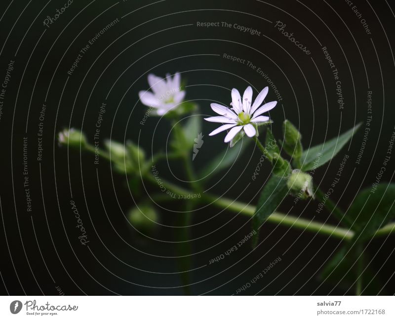 delicate asterisks Herbs and spices Nature Plant Leaf Blossom Wild plant Esthetic Fragrance Healthy Beautiful Small Point Green Black White Design Ease Calm