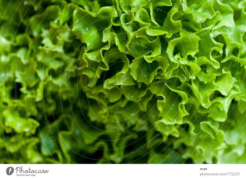 beautifully healthy Colour photo Interior shot Close-up Macro (Extreme close-up) Day Food Vegetable Lettuce Salad Organic produce Vegetarian diet Green