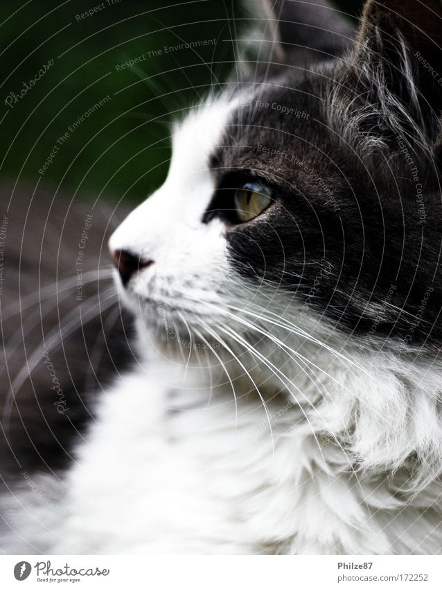 chaser of the night Colour photo Exterior shot Close-up Day Looking away Garden Pet Cat Animal face Pelt 1 Observe Hunting Cuddly Astute Smart Gray White