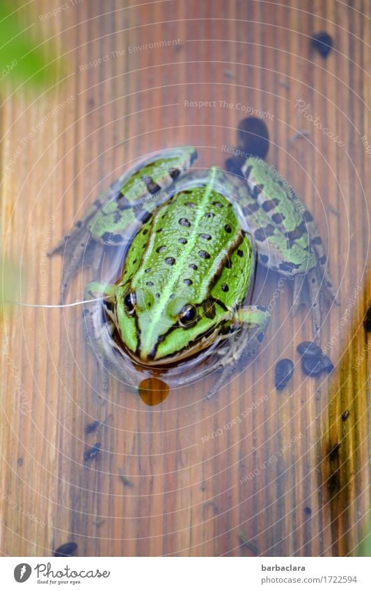 Music | Frog Concert Environment Nature Water Pond 1 Animal Wood Sit Green Climate Colour photo Exterior shot Close-up Pattern Structures and shapes Deserted