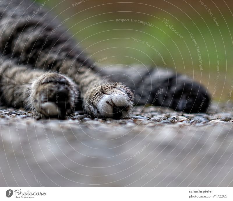 photo Colour photo Exterior shot Copy Space bottom Evening Shallow depth of field Animal Pet Cat European Shorthair 1 Relaxation Lie Sleep Safety (feeling of)