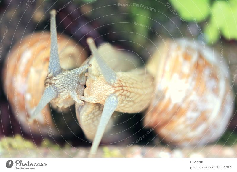 Reproduction of vineyard snails Nature Animal Summer Beautiful weather Garden Park Meadow Crumpet Animal face Vineyard snail 2 Pair of animals Together