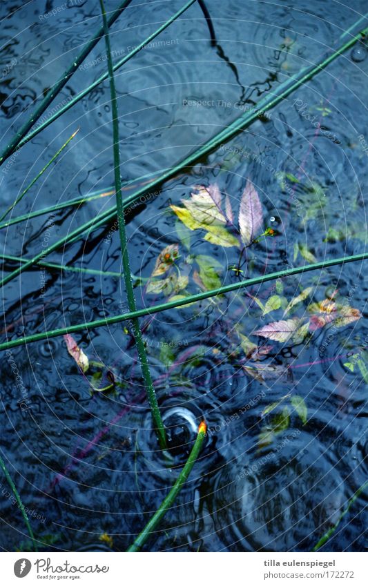 case Exterior shot Experimental Pattern Environment Water Drops of water Rain Lakeside Wet Blue Nature Puddle