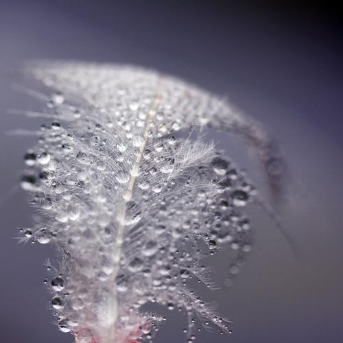 fluffy | with pearls Drops of water Summer Feather To hold on Glittering Lie Esthetic Exceptional Beautiful Uniqueness Small Wet Natural Blue Gray White Nature