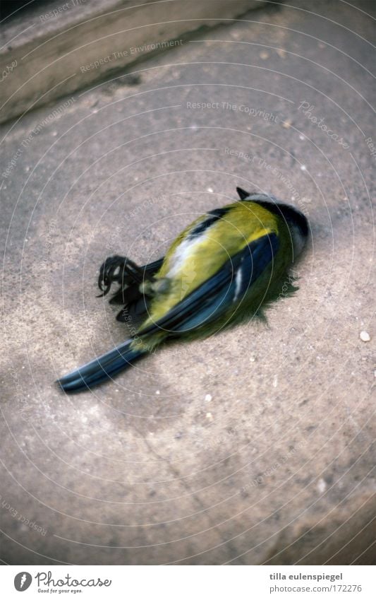 :( Colour photo Dead animal Bird 1 Animal Sadness Gloomy Death Pain Exhaustion Grief Transience Tit mouse End