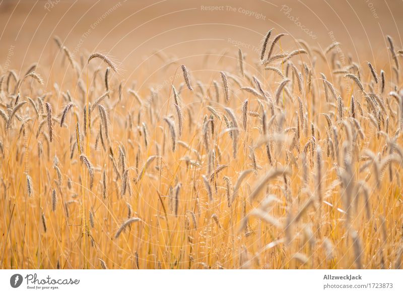 Cornfield 6 Landscape Summer Agricultural crop Field Yellow Gold Grain field Harvest Agriculture Golden yellow Ear of corn Colour photo Exterior shot Close-up