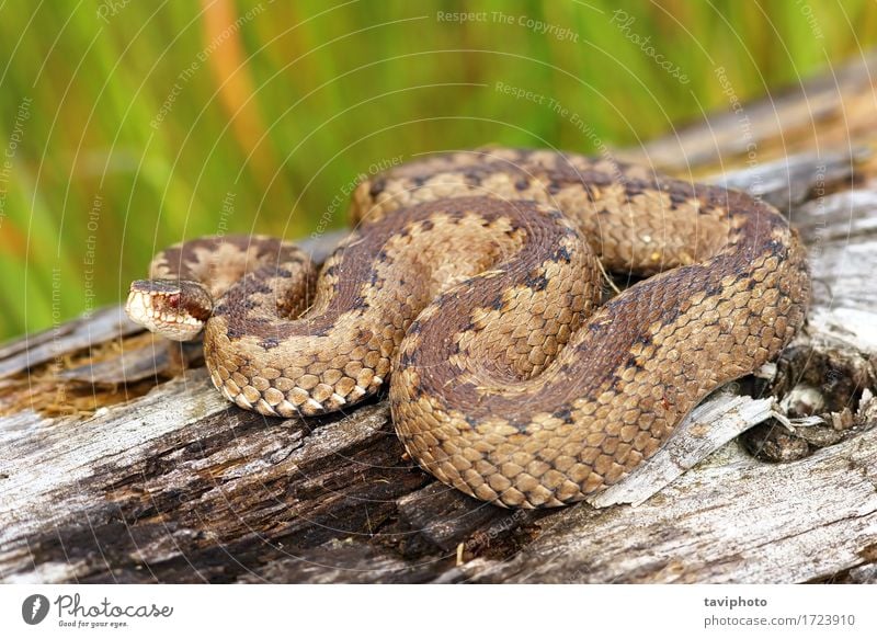 crossed adder basking on stump Beautiful Woman Adults Environment Nature Animal Wild animal Snake Brown Fear Dangerous Reptiles scales Poison poisonous
