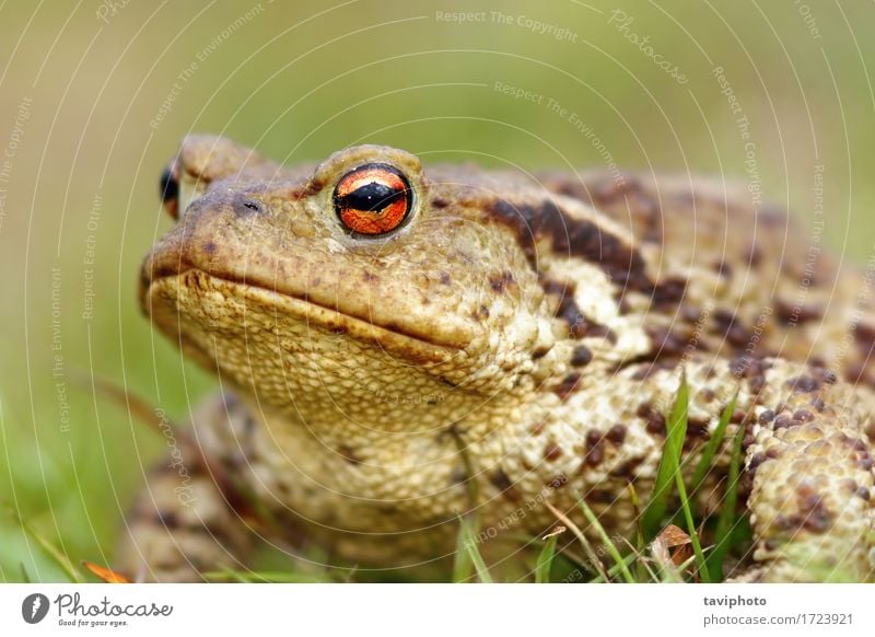 portrait of brown common toad Skin Life Environment Nature Animal Grass Natural Cute Slimy Wild Brown Green Toad frog amphibian bufo Living thing Horizontal