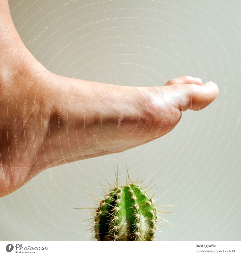Ouch! Colour photo Legs Feet Cactus Emotions Fear Plant Pain Toes Footstep Stride Wound Pierce Sharp pain Caution Threat Thorny Disaster Jinx Barefoot