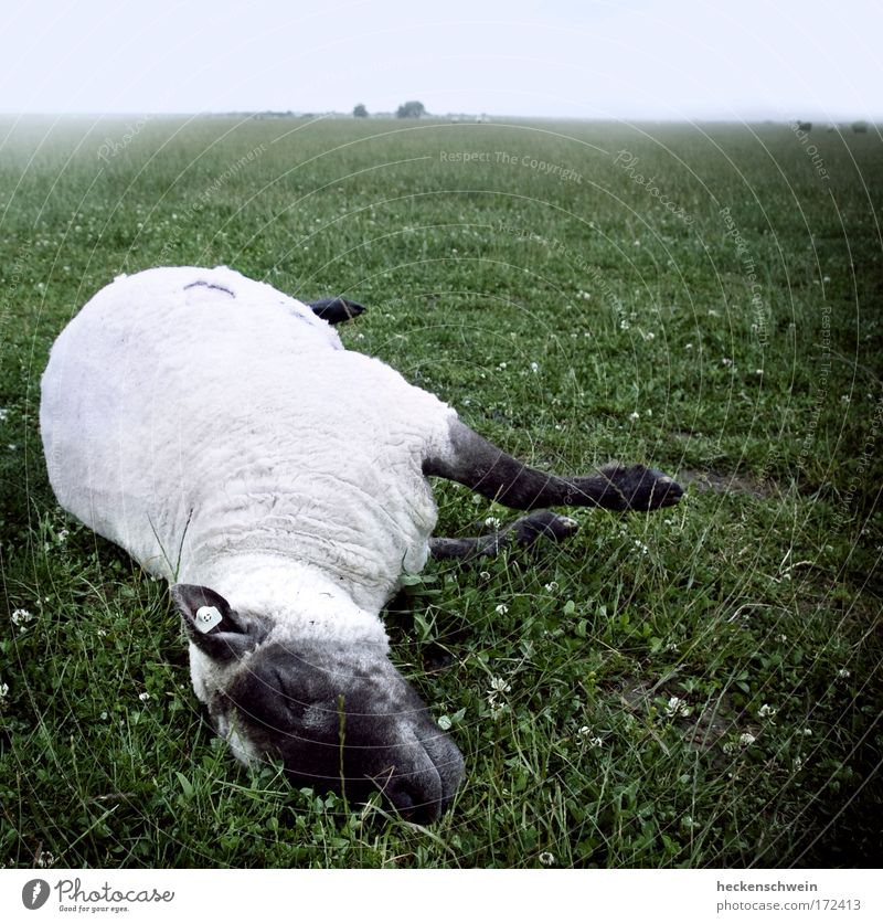 Death and the little sheep Nature Landscape Sky Clouds Horizon Bad weather Fog Grass Meadow Field Animal Pet Farm animal Dead animal 1 Herd Lie Loneliness