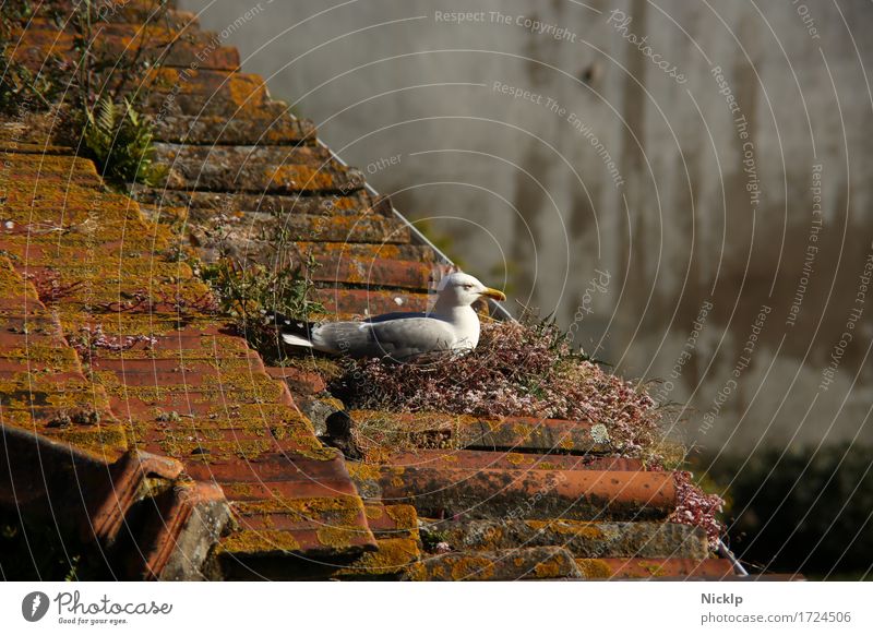 Sunbathing II Beautiful weather Bird Wing Seagull 1 Animal Old Historic Mediterranean sea Red Herbs and spices Weed Moss Calm Relaxation Mediterranean Gull