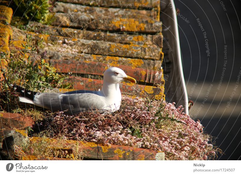 sunbath Beautiful weather Moss Roof Eaves Bird Seagull 1 Animal To enjoy Old Historic Maritime Warmth Happy Contentment Calm Roofing tile Red Sunbathing