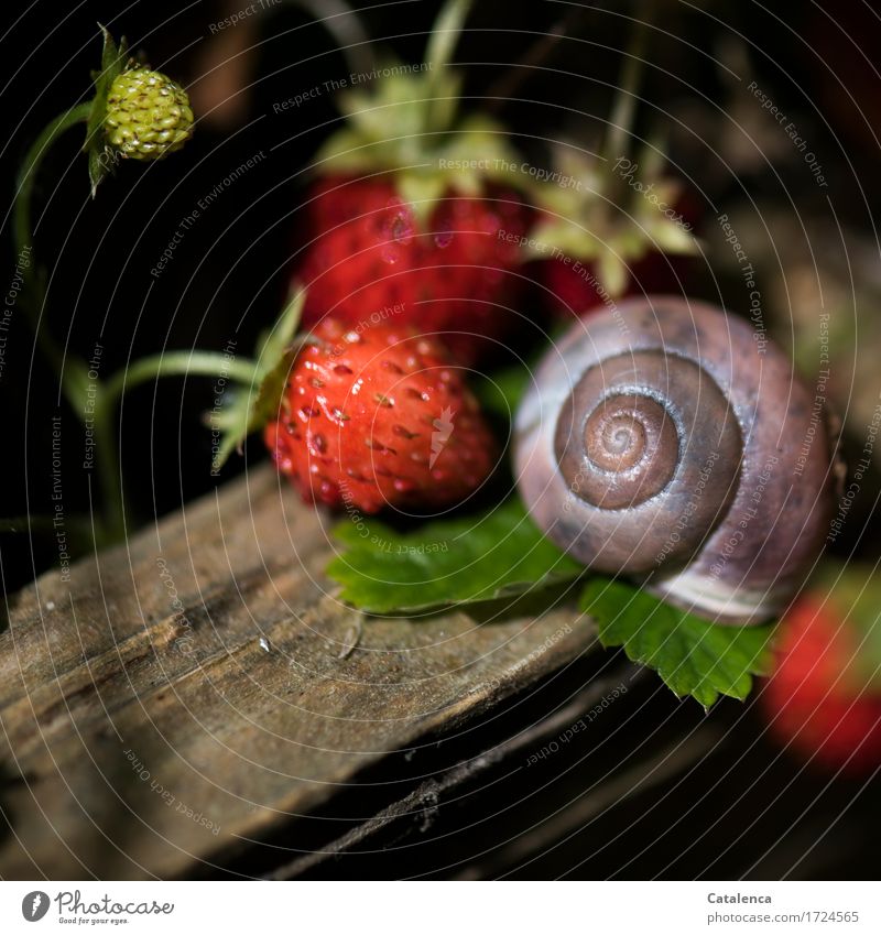 Well placed snail shell between strawberry plants Plant Animal Summer Agricultural crop Strawberry Garden Crumpet 1 Snail shell Wood To feed Lie Growth