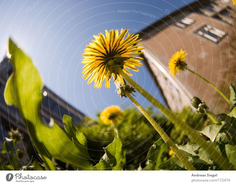 dandelion Colour photo Exterior shot Deserted Day Sunlight Shallow depth of field Worm's-eye view Fisheye Environment Nature Plant Earth Sky Spring Climate