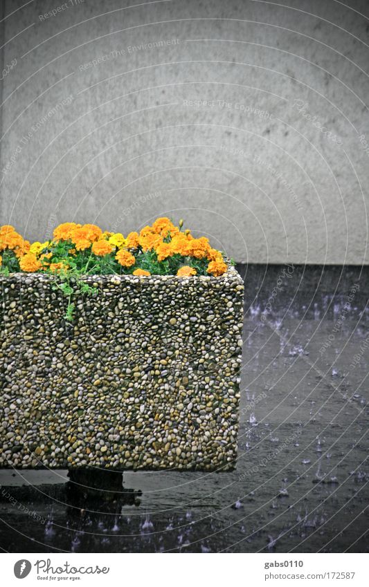 summer rain Colour photo Exterior shot Day Environment Gray Flower Wall (barrier) Rain Wet Damp Orange Copy Space top Sustainability Climate Climate change Town