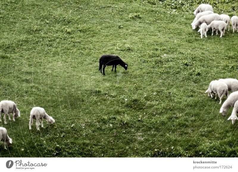 It Don't Matter if You're Black or White Nature Landscape Grass Animal Farm animal Sheep Flock Group of animals Herd Loneliness Uniqueness Racism Black sheep