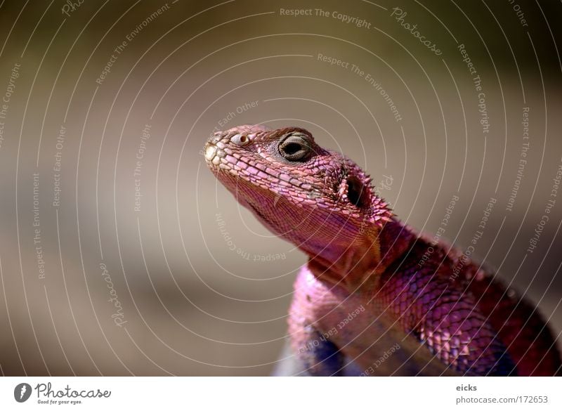 Pink Reptile Scales Lizards Dinosaur Gecko Head Reptiles Agama agama change color Change Colour Chameleon look