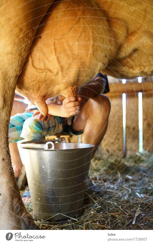 milking cow Yoghurt Dairy Products Milk Cow Work and employment Fresh Healthy Fresh milk Udder milkers Dairy cow milking bucket stable work Farmer Agriculture
