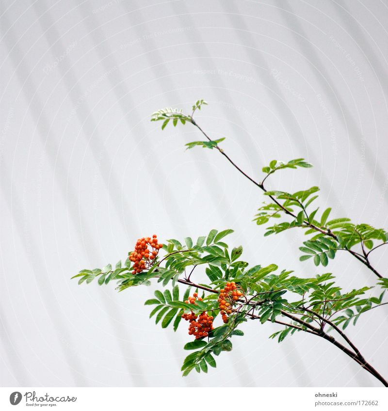 Rowberry [User meeting Bo] Colour photo Exterior shot Copy Space top Shallow depth of field Environment Nature Plant Rowan tree Rawanberry Clean Green Red White