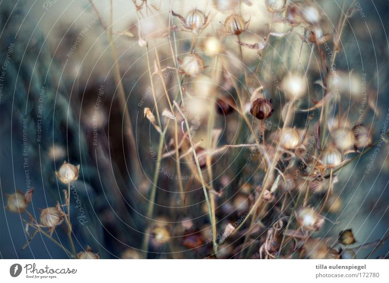 whirlpools Interior shot Experimental Blur Shallow depth of field Plant Animal Bouquet Exceptional Fantastic Dry Dried flower Grass blossom Abstract Chaos