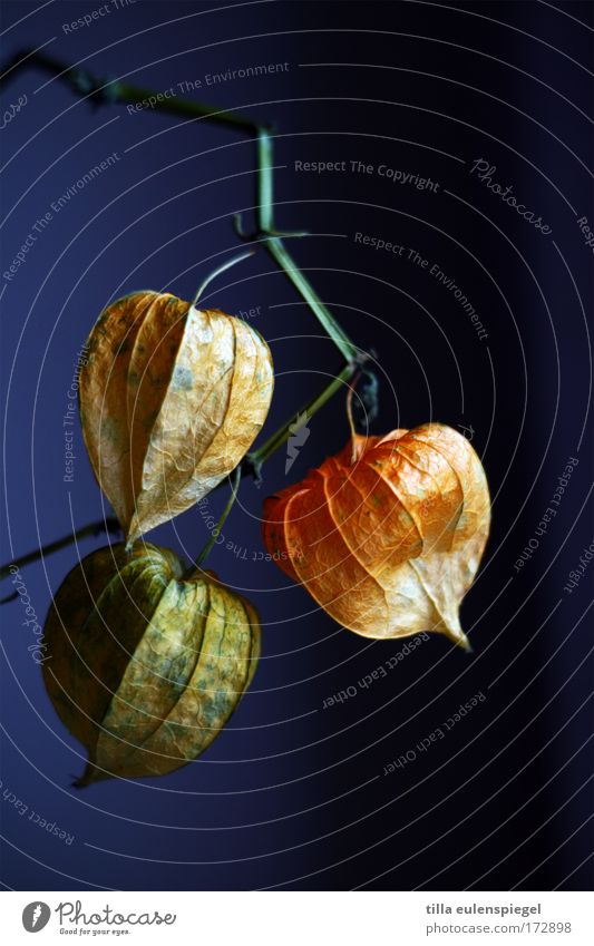 lantern Colour photo Plant Exotic To dry up Dry Violet Transience Chinese lantern flower Dried flower Physalis