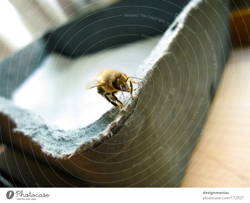 Pool Bee Colour photo Interior shot Day Shallow depth of field Animal portrait Paper Bowl Box Flying To feed Crawl Small Gray Pride Honor Bravery Corner