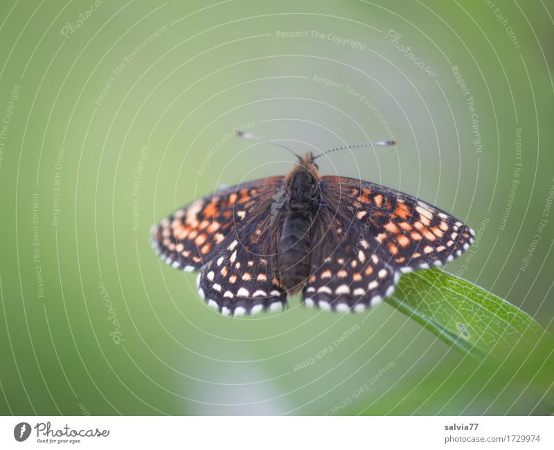 bask in the sun Nature Summer Plant Leaf Meadow Animal Butterfly Wing Insect 1 To enjoy Beautiful Green Orange Black Esthetic Uniqueness Relaxation Contentment