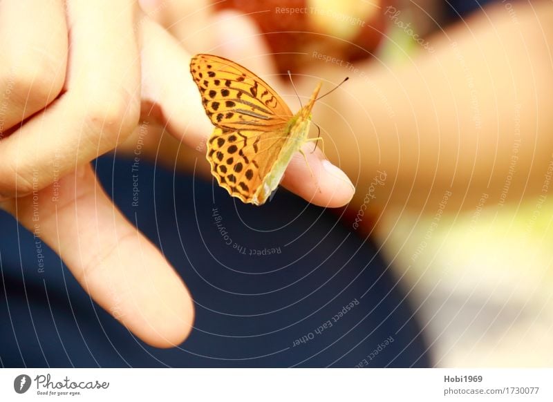 Butterfly sits on the index finger of a hand Hand Fingers Nature 1 Animal Touch Beautiful Near Orange Trust Safety (feeling of) Love of animals Serene Patient