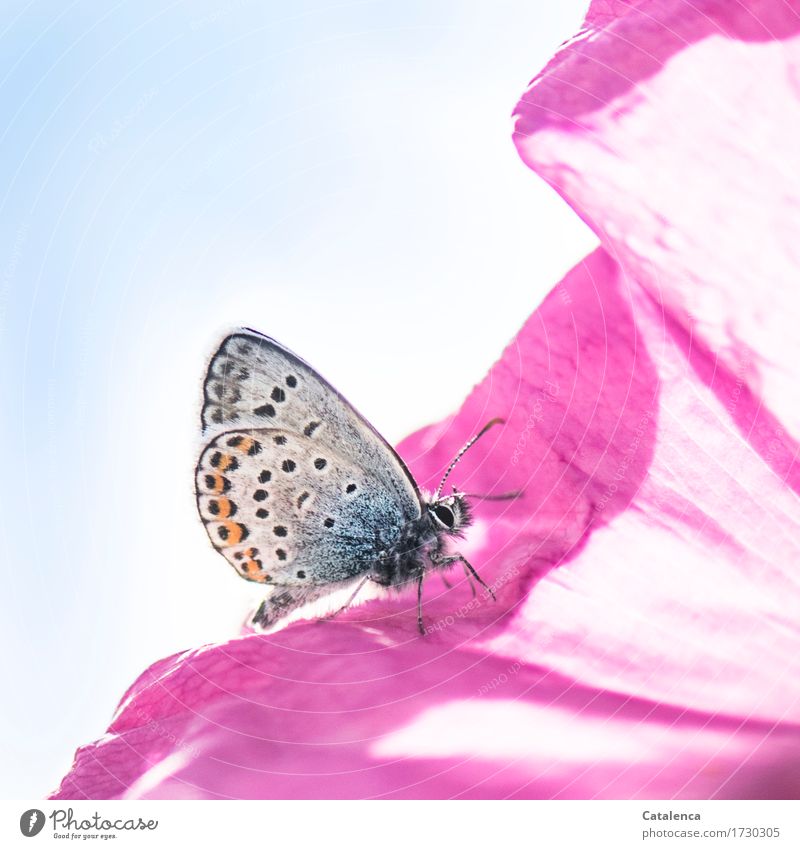 Pink & Blue. Butterfly on rose petal Nature Plant Sky Flower pink Blossom Meadow Animal Wild animal Insect Polyommatinae 1 Fragrance Crawl Esthetic Orange