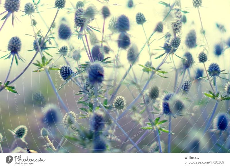 sound blue thistle Thistle Point Thorny Summery Nature Plant Muddled Colour photo Exterior shot valid