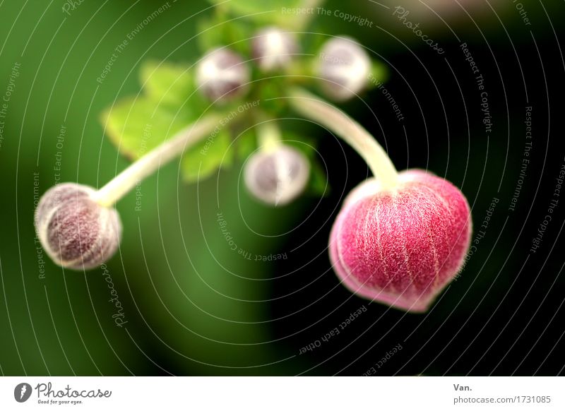 Double Lottchen Nature Plant Spring Bushes Leaf Blossom Bud Garden Blossoming Green Pink Black Colour photo Multicoloured Exterior shot Macro (Extreme close-up)