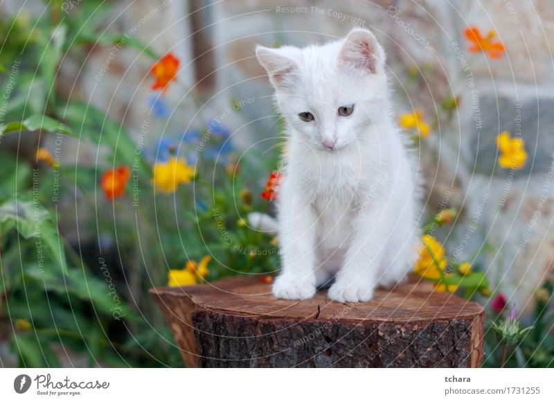 Small white cat Beautiful Summer Garden Nature Animal Flower Grass Fur coat Pet Cat Sit Cute Green White Kitten Domestic isolated images Striped fluffy young