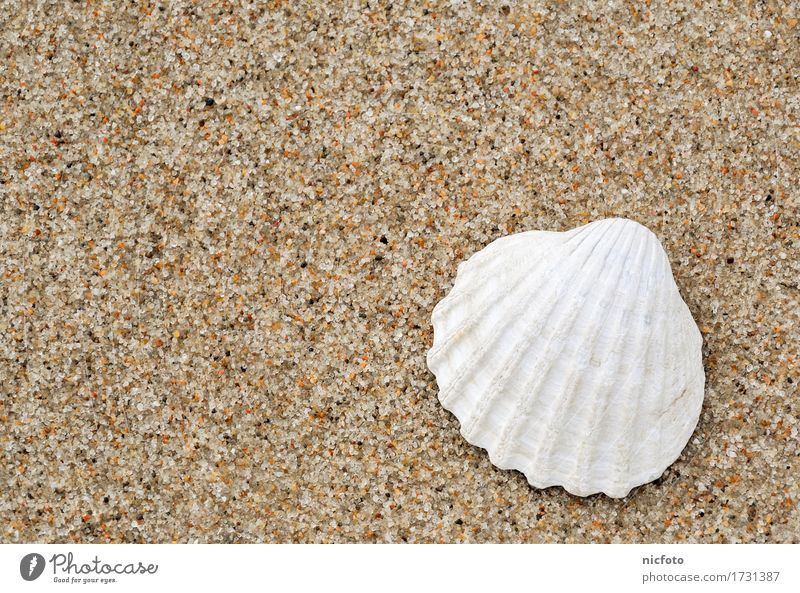 White shell on the beach Beach Sand Water North Sea Baltic Sea Ocean Contentment Calm nostalgia ocean waves sandy beach vacation white Mussel holidays