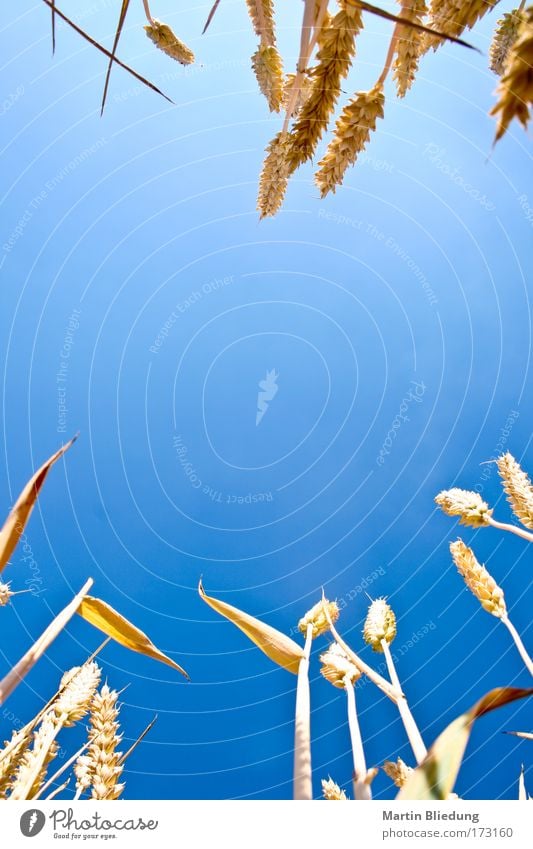 cornflakes#2 Grain Trip Summer Sun Nature Landscape Sky Sunlight Warmth Plant Agricultural crop Field Lie Authentic Free Healthy Hot Bright Positive Clean Dry